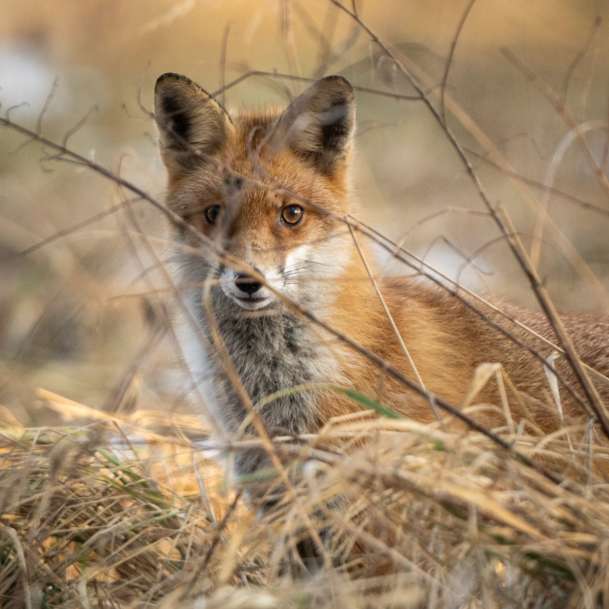 Ein Rotfuchs schaut wachsam durch Gräser am Waldrand.